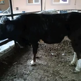 2 sany parodny öküz