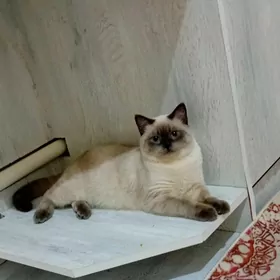 Сиямиски кошка 