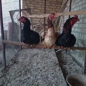 kuleññi 3bile sol baha