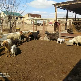 гузлы гойун овлаклыкгечи