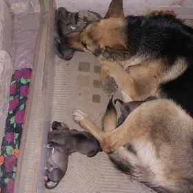 Щенки метисы