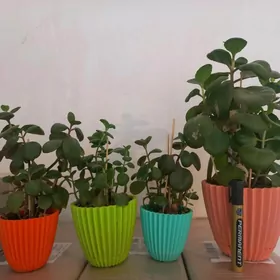 подарок к 8 марта