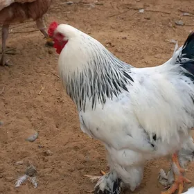 БАЛГАР ЮМУРТГА