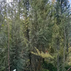 Tuýa Arizonysky Ýolkalar