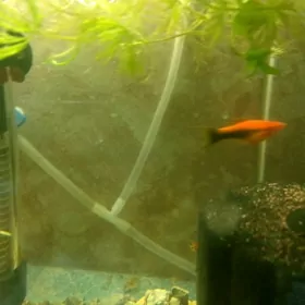 продистые меченосцы супер цена