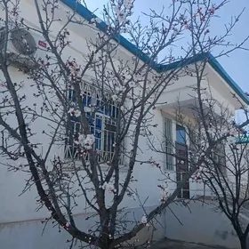 TAZE ZAMAN II TAPGYR