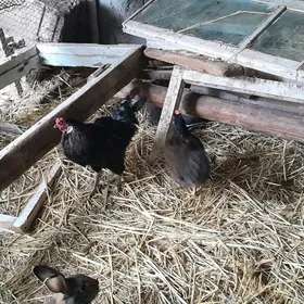 gara towuk we ÿumurtgasy bar