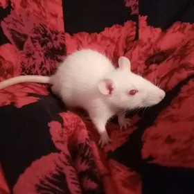 Домашние крыски