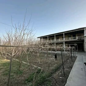 lelin kalhoz dimitri 12 sotuk