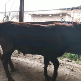 самиз окузлар