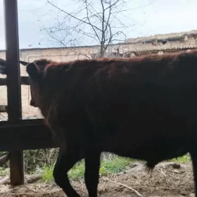 Майдан окуз