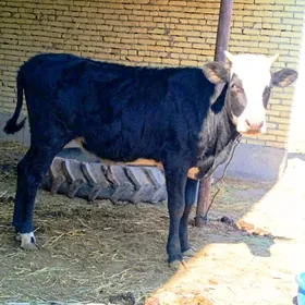 2 sany parodny unajyn