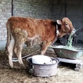 Tohum Öküz Şiwet 8 aýynda