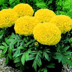 Тагетс ( Бархатцы)