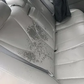 Awiryon Öküz kelle Sidenli