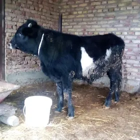 Öküz Tohum Gibrit 1 ýaş 1 aý