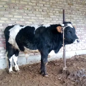 Öküz Tohhm Gibrit 2 ýaşynda