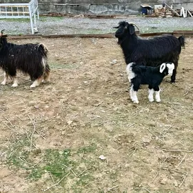 çebiş, owlakly geçi