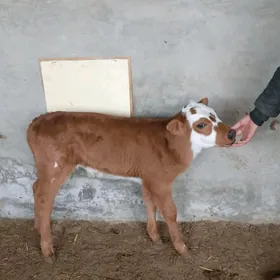 Göle oküzce gulajyn