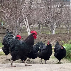 Jersey gigant yumurtga