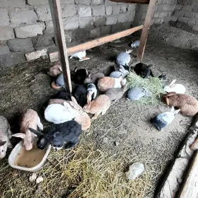 WELIKAN TOWßWELIKAN TOWŞAN