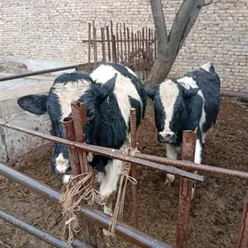 пародны окузлер