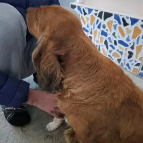 Охотничий спаниель