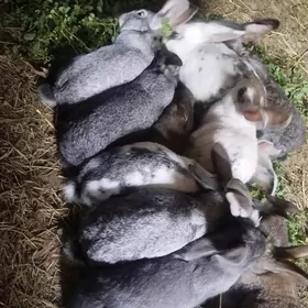 towşanlar towsanlar