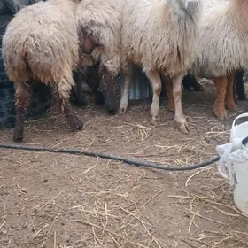 Tokli  Yaz issek çikdy