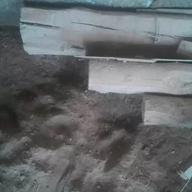 togolok pürs agaçlar