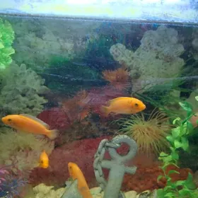 цихлиды еллоу