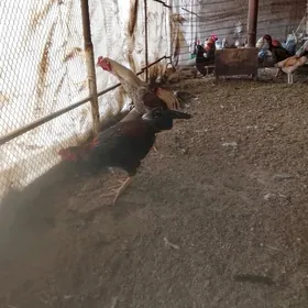 бойцов хоразлар и товуклар