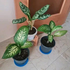 комнатные цветы