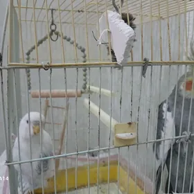 popugaÿ gus korella