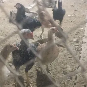 Ýaşajyk taßkent tohum