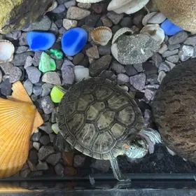 черепаха pyşdyl