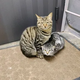 В добрые рукикотята породистые