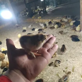 broller jüje aýagy perli