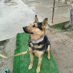 овчарка Авчарка owćarka