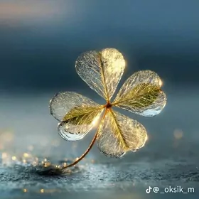 Coganly plan Ipateka