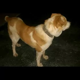 ТУКМЕН. АЛБАЙ. 11. АЙ. ТОХУМ.