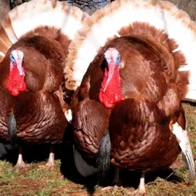 Owgan induk jüýjesi satlyk