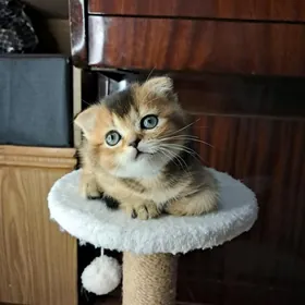 шотландская девочка