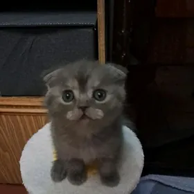 девочка фолд