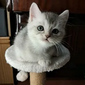 шотландский мальчик страйт