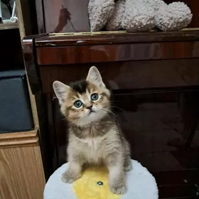 шотландский котёнок