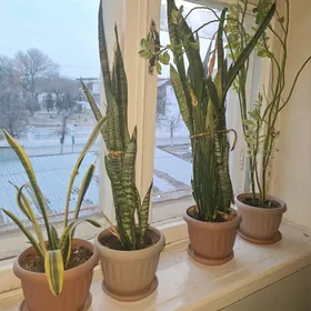 Güller,  комнатные растения