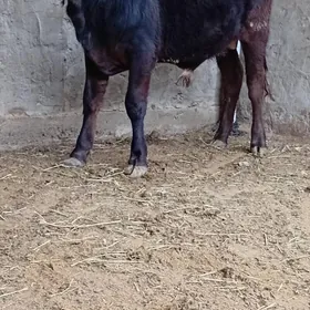 arginal siwes öküz