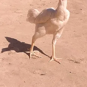 Ak bayshy horaz towuk