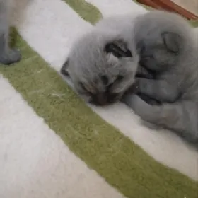 котята веслоухие